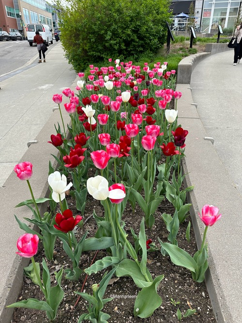 Download 4K, iPhone, Android, iPad, 2024, HD -Flowers, Tulips, Pink, Red, White, Nature, Floral