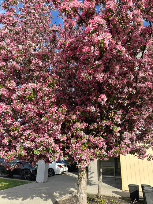 Download 4K, iPhone, Android, iPad, 2024, HD -Flowers, Tree, Pink, Red, White, Nature, Floral