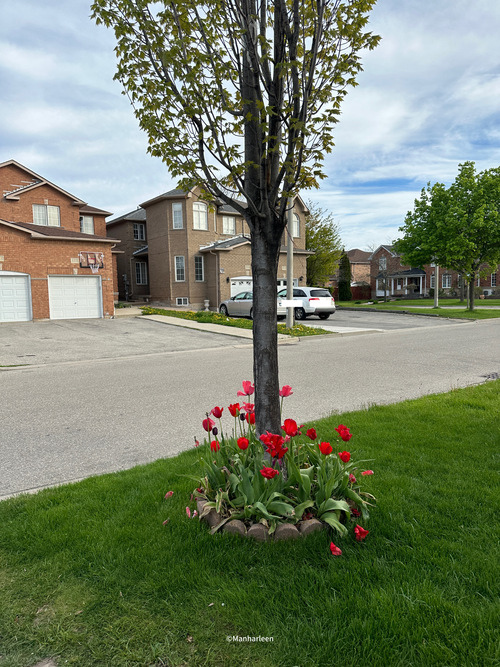 Download 4K, iPhone, Android, iPad, 2024, HD -Tree, Flowers, Tulips, Green, Nature, Canada