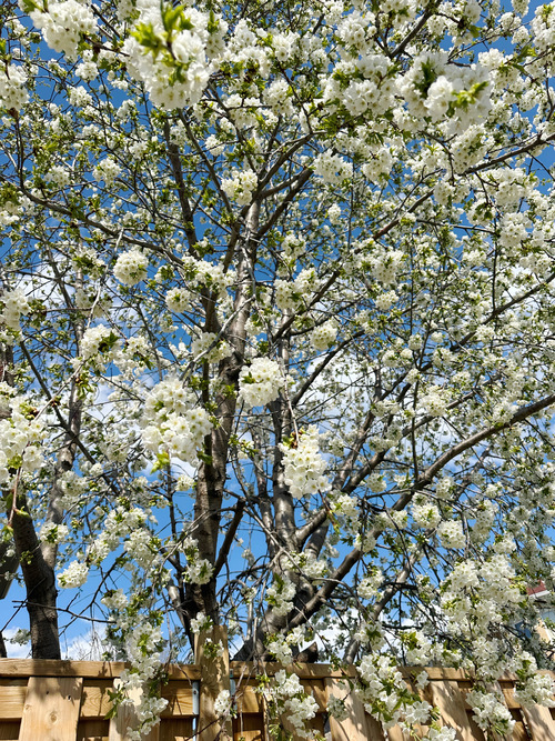 Download 4K, iPhone, Android, iPad, 2024, HD -Cherry Blossoms, White Flowers, Tree, Nature, Floral