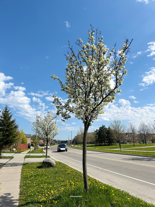 Download 4K, iPhone, Android, iPad, 2024, HD -Cherry Blossoms, White Flowers, Tree, Nature, Floral, Street, Sidewalk